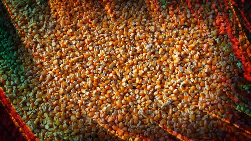 Resolución INASE: Derechos de Propiedad de Cultivares de Soja de BASF Declaran Caducidad 1 Resolución INASE: Derechos de Propiedad de Cultivares de Soja de BASF Declaran Caducidad
